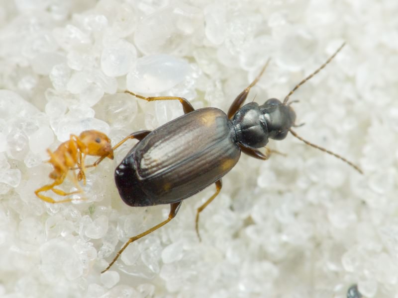 Syntomus obscuroguttatus (Duftschmid, 1812)